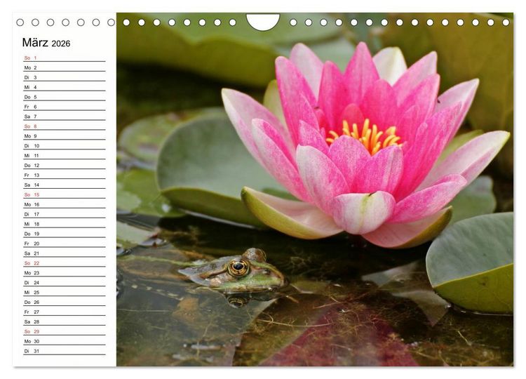 Produktbild: Amphibien und Reptilien (Wandkalender 2026 DIN A4 quer), CALVENDO Monatskalender