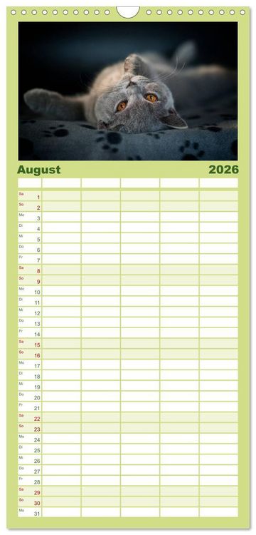 Produktbild: Familienplaner 2026 - B&auml;rige Schmusetiger - Britisch Kurzhaar mit 5 Spalten (Wandkalender, 21 x 45 cm) CALVENDO