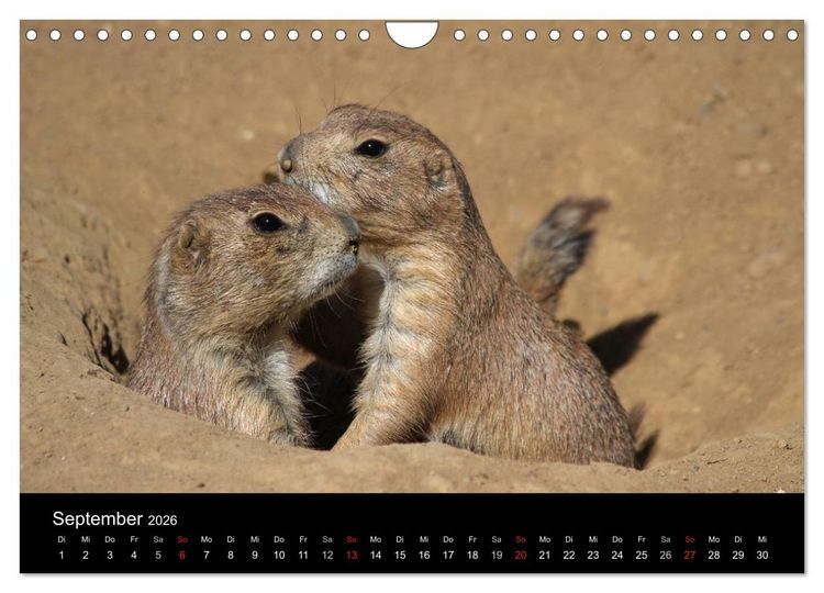 Produktbild: Zoo-Kinder (Wandkalender 2026 DIN A4 quer), CALVENDO Monatskalender