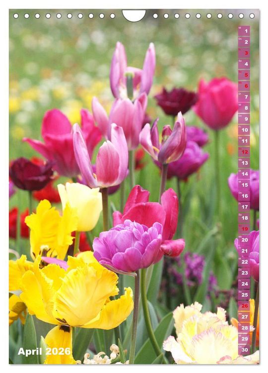 Produktbild: Bunte Tulpenpracht (Wandkalender 2026 DIN A4 hoch), CALVENDO Monatskalender