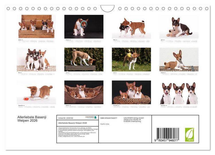 Produktbild: Allerliebste Basenji Welpen 2026 (Wandkalender 2026 DIN A4 quer), CALVENDO Monatskalender