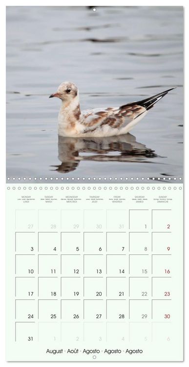 Produktbild: La parade des plumes (Calendrier mural carr&eacute; 2026 30x30 cm) Calendrier double avec une page pour vos prises de notes
