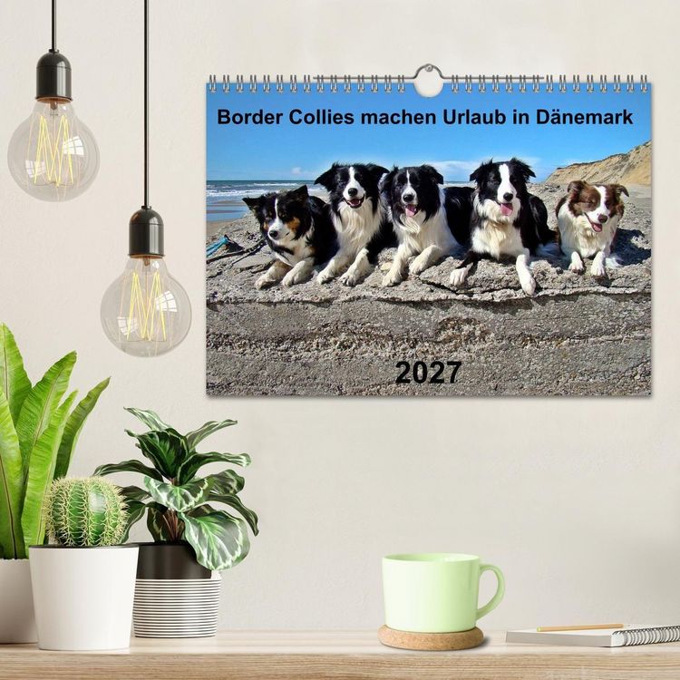 Produktbild: Border Collies machen Urlaub in D&auml;nemark (Wandkalender 2027 DIN A4 quer), CALVENDO Monatskalender