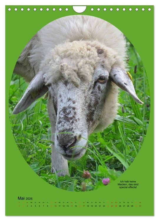 Produktbild: Scharfe Portraits (Wandkalender 2026 DIN A4 hoch), CALVENDO Monatskalender
