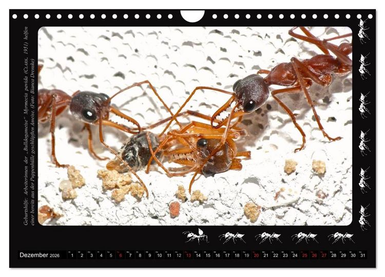 Produktbild: AntsNature - Faszination Ameisen (Wandkalender 2026 DIN A4 quer), CALVENDO Monatskalender