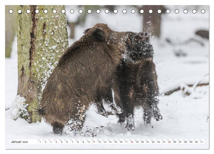 Produktbild: Emotionale Momente: Wild und Jagd. (Tischkalender 2026 DIN A5 quer), CALVENDO Monatskalender
