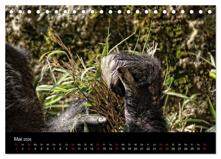 Produktbild: Gorillas - Die sanften Wilden (Tischkalender 2026 DIN A5 quer), CALVENDO Monatskalender