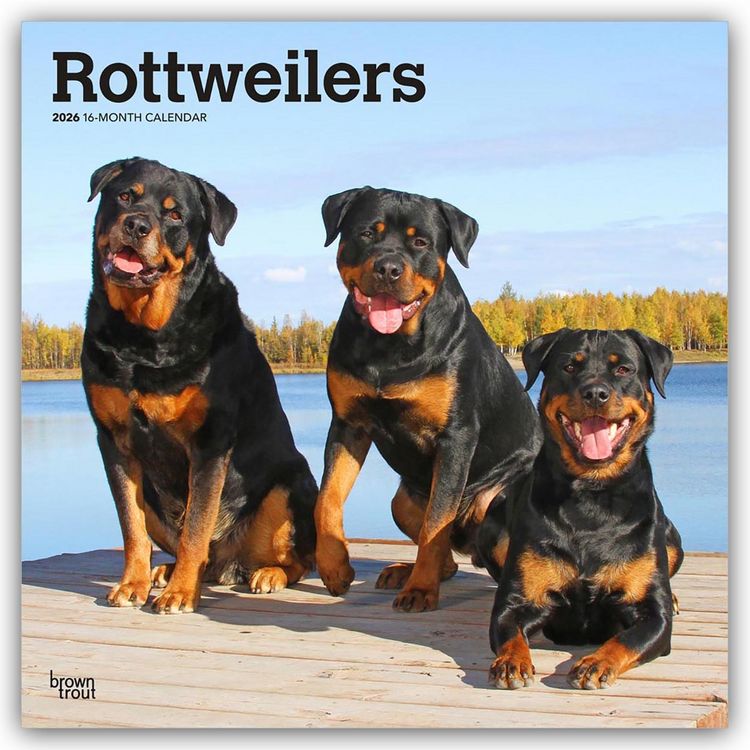 Produktbild: Rottweilers &ndash; Rottweiler 2026 &ndash; 16-Monatskalender
