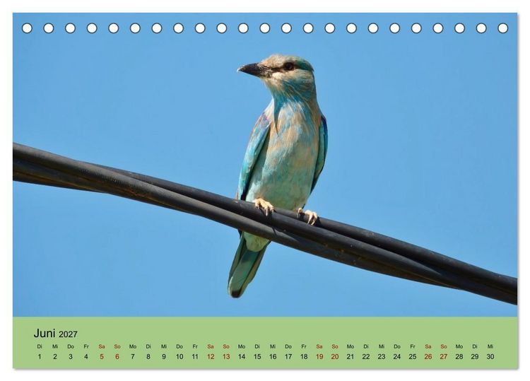 Produktbild: Flamingo und Co - Faszinierende Vogelwelt S&uuml;dfrankreichs (Tischkalender 2027 DIN A5 quer), CALVENDO Monatskalender