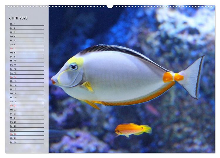 Produktbild: Paradiese im ewigen Blau. Die bunte Unterwasserwelt (Wandkalender 2026 DIN A2 quer), CALVENDO Monatskalender