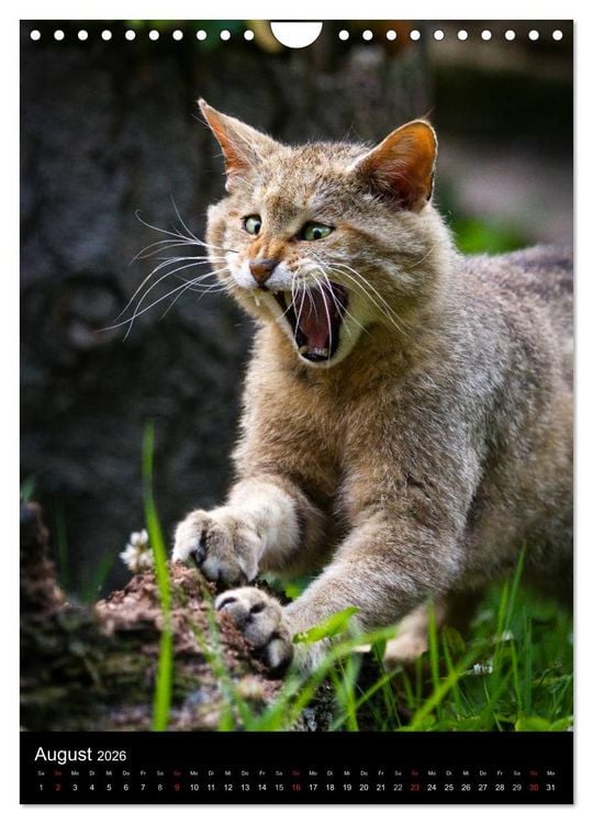 Produktbild: Wildkatzen - scheue J&auml;ger (Wandkalender 2026 DIN A4 hoch), CALVENDO Monatskalender