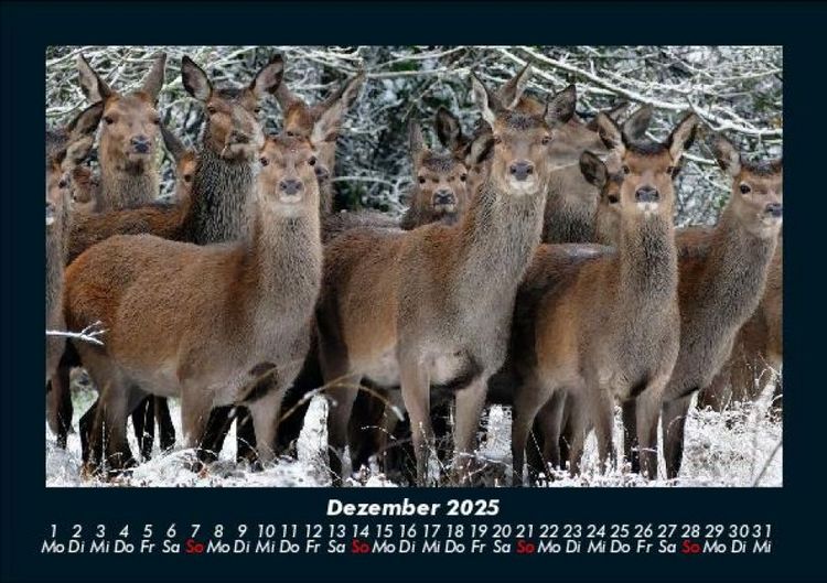 Produktbild: Tiere in der Wildnis 2025 Fotokalender DIN A5