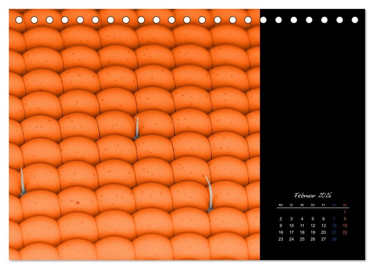 Produktbild: strucTEMs Mikrowelt - Winzige Nachbarn ganz gro&szlig; (Tischkalender 2026 DIN A5 quer), CALVENDO Monatskalender
