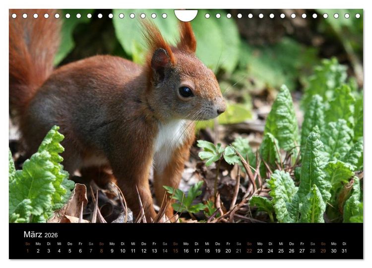 Produktbild: Eichh&ouml;rnchen (Wandkalender 2026 DIN A4 quer), CALVENDO Monatskalender