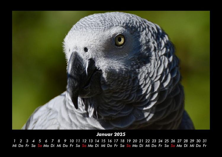 Produktbild: Welt der V&ouml;gel 2025 Fotokalender DIN A3