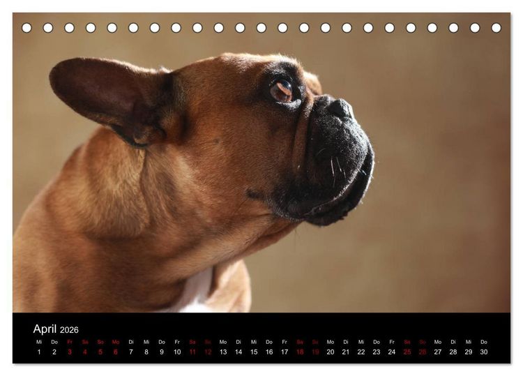Produktbild: Charme auf vier Pfoten - Franz&ouml;sische Bulldoggen Portraits (Tischkalender 2026 DIN A5 quer), CALVENDO Monatskalender