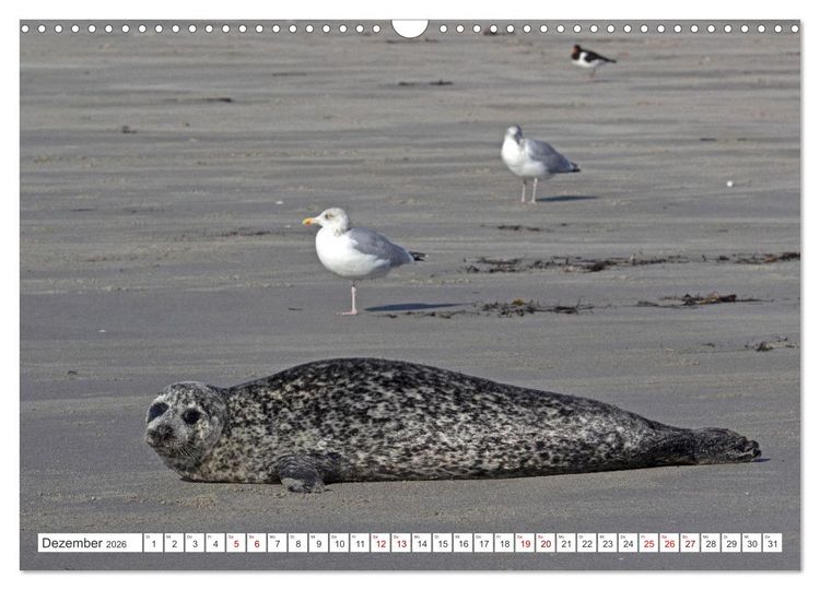 Produktbild: Helgoland - Hochseeinsel in der Nordsee (Wandkalender 2026 DIN A3 quer), CALVENDO Monatskalender