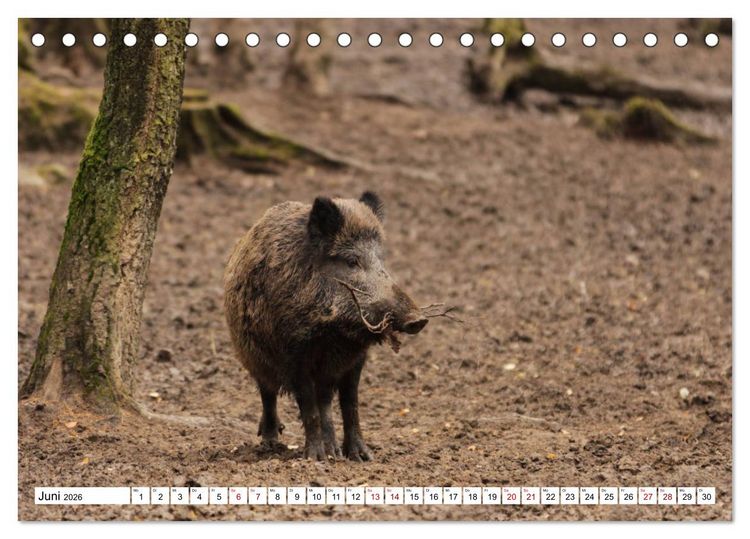 Produktbild: Waldtiere (Tischkalender 2026 DIN A5 quer), CALVENDO Monatskalender