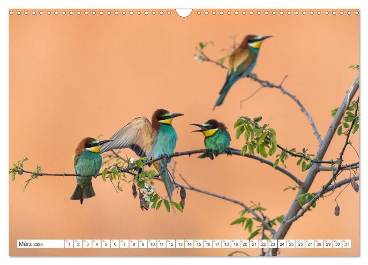 Produktbild: Bunte Flieger (Wandkalender 2026 DIN A3 quer), CALVENDO Monatskalender