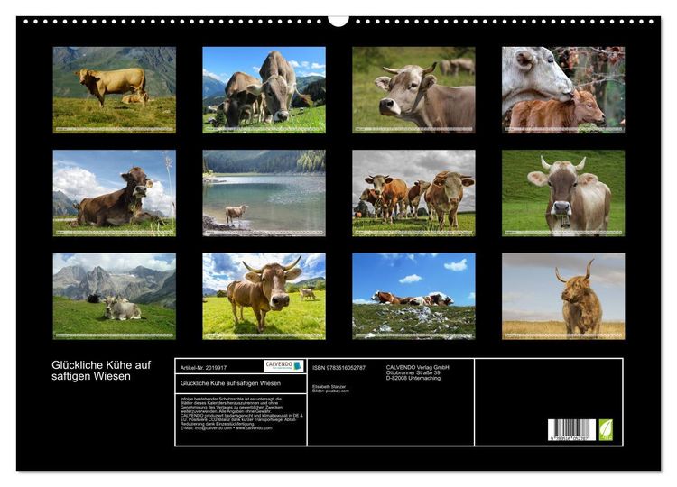 Produktbild: Gl&uuml;ckliche K&uuml;he auf saftigen Wiesen (Wandkalender 2026 DIN A2 quer), CALVENDO Monatskalender