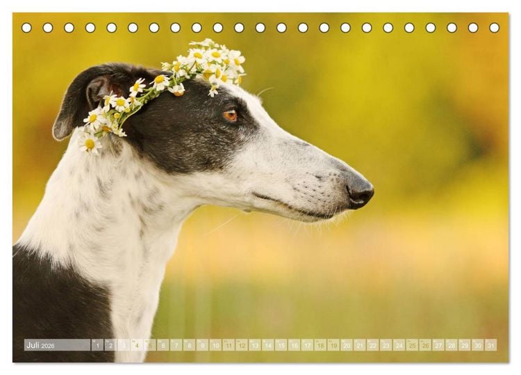 Produktbild: Zauberhafte Windhunde (Tischkalender 2026 DIN A5 quer), CALVENDO Monatskalender