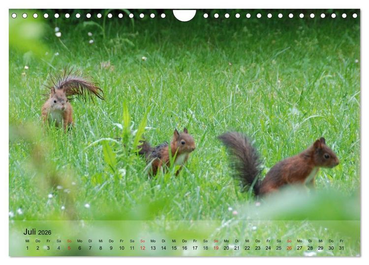 Produktbild: Spa&szlig; mit Eichh&ouml;rnchen-Kindern (Wandkalender 2026 DIN A4 quer), CALVENDO Monatskalender