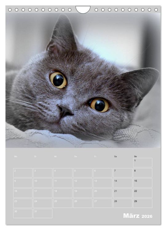 Produktbild: Graue Engel - Britischkurzhaar-Katzen (Wandkalender 2026 DIN A4 hoch), CALVENDO Monatskalender