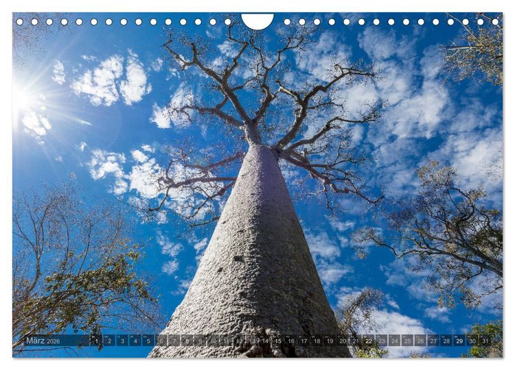 Produktbild: Zauberwald Ifaty &middot; Traumhafte Baobabs in Madagaskar (Wandkalender 2026 DIN A4 quer), CALVENDO Monatskalender