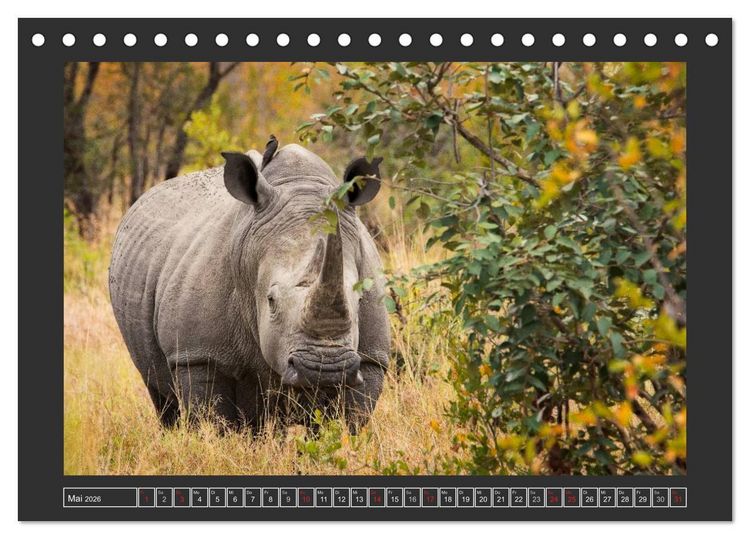 Produktbild: Das Wei&szlig;e Nashorn (Tischkalender 2026 DIN A5 quer), CALVENDO Monatskalender