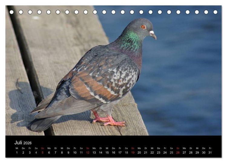 Produktbild: Tauben in der Stadt (Tischkalender 2026 DIN A5 quer), CALVENDO Monatskalender