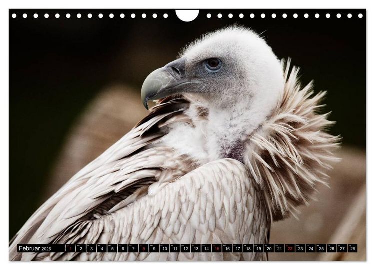 Produktbild: Greifv&ouml;gel (Wandkalender 2026 DIN A4 quer), CALVENDO Monatskalender