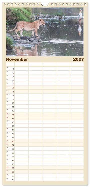 Produktbild: Familienplaner 2027 - L&ouml;wen - Raubkatzen Afrikas mit 5 Spalten (Wandkalender, 21 x 45 cm) CALVENDO