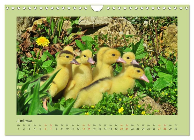 Produktbild: Wer schnattert und gackert denn da? - K&uuml;ken-Edition (Wandkalender 2026 DIN A4 quer), CALVENDO Monatskalender