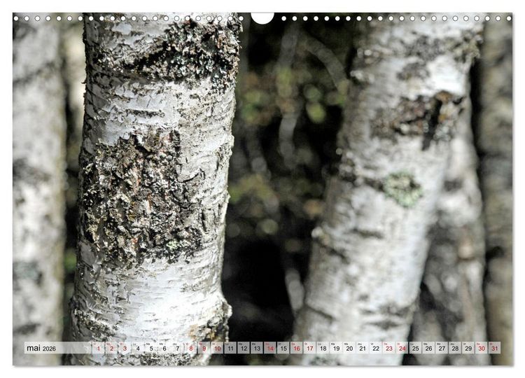 Produktbild: Au c&oelig;ur de la for&ecirc;t (Calendrier mural 2026 DIN A3 vertical), CALVENDO calendrier mensuel