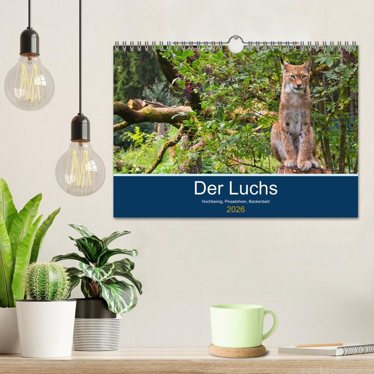 Produktbild: Der Luchs - Hochbeinig, Pinselohren, Backenbart (Wandkalender 2026 DIN A4 quer), CALVENDO Monatskalender