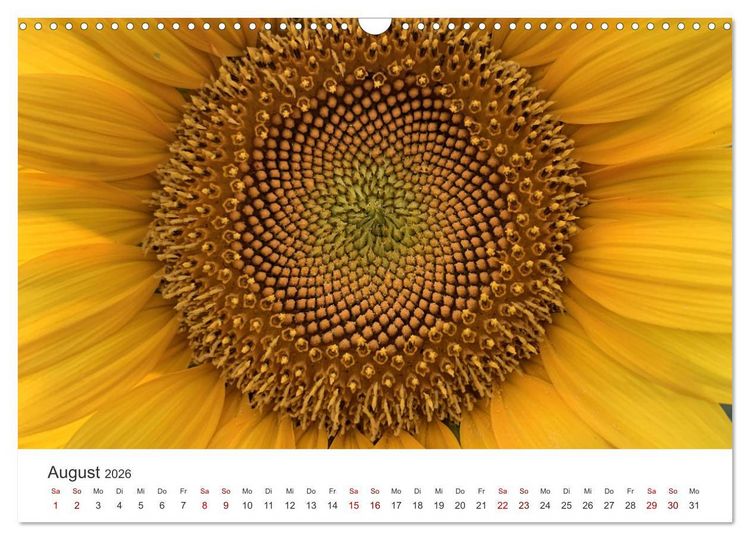 Produktbild: Sonnenblumen - Erstrahlen im freundlichen Gelb. (Wandkalender 2026 DIN A3 quer), CALVENDO Monatskalender