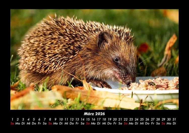 Produktbild: Welt der Tiere 2026 Fotokalender DIN A3