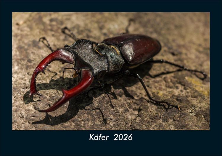Produktbild: K&auml;fer 2026 Fotokalender DIN A5