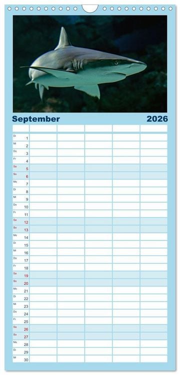 Produktbild: Familienplaner 2026 - Haie - K&ouml;nige der Meere. mit 5 Spalten (Wandkalender, 21 x 45 cm) CALVENDO