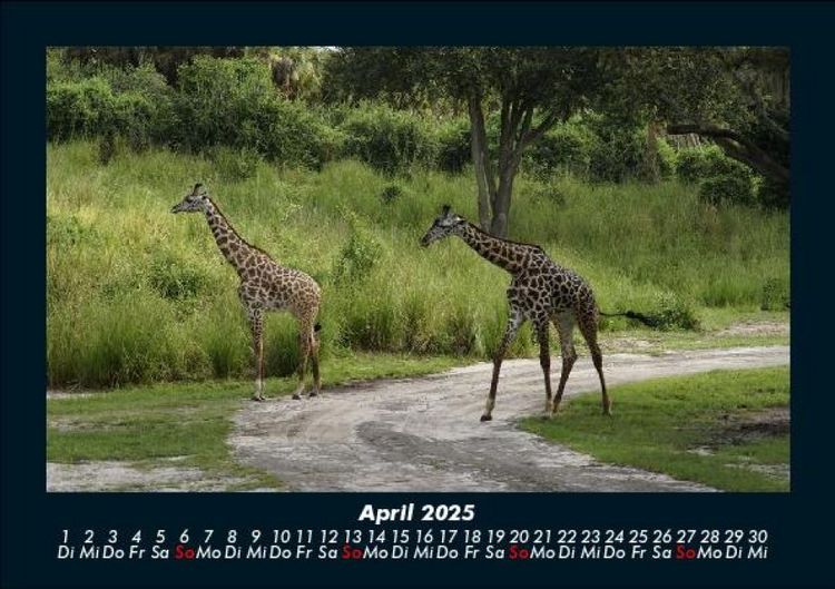 Produktbild: Giraffen 2025 Fotokalender DIN A5