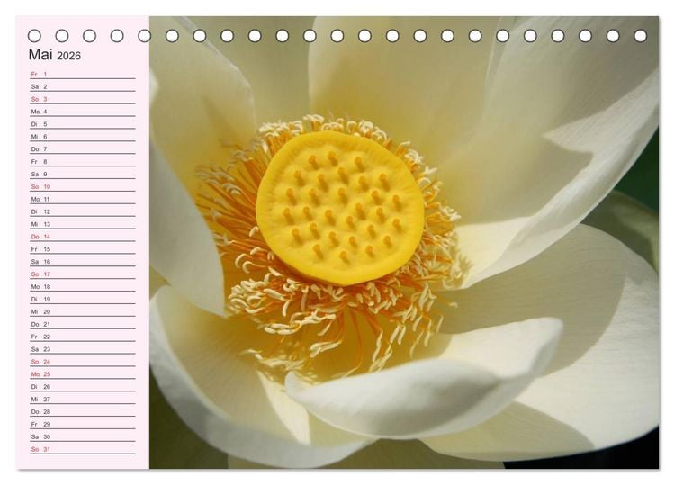 Produktbild: Lotos. Symbol f&uuml;r Reinheit und Kraft (Tischkalender 2026 DIN A5 quer), CALVENDO Monatskalender