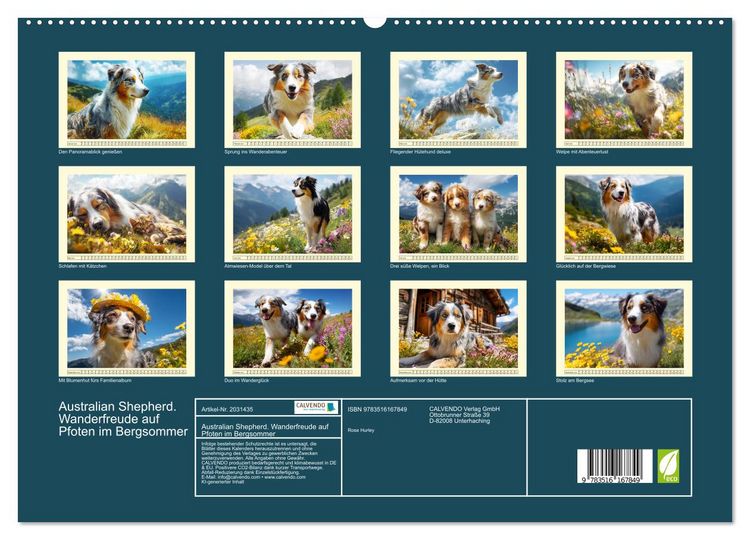 Produktbild: Australian Shepherd. Wanderfreude auf Pfoten im Bergsommer (hochwertiger Premium Wandkalender 2026 DIN A2 quer), Kunstdruck in Hochglanz