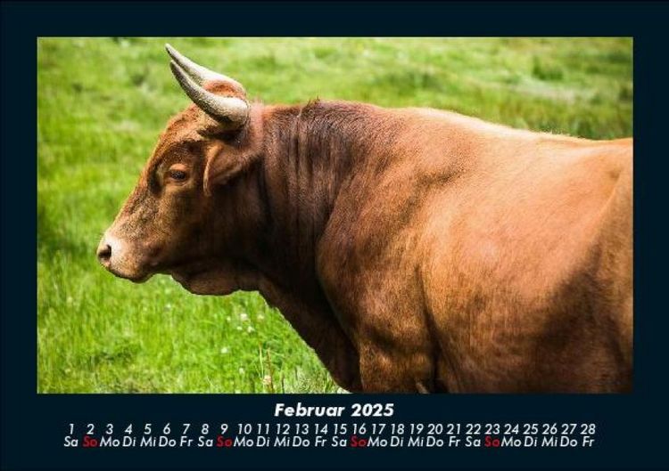 Produktbild: Kuhkalender 2025 Fotokalender DIN A5