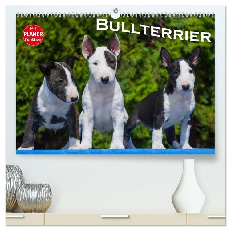 Produktbild: Bullterrier (hochwertiger Premium Wandkalender 2026 DIN A2 quer), Kunstdruck in Hochglanz
