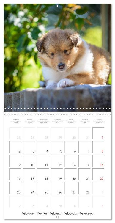 Produktbild: Lovely Collie 2026 (Wall Calendar 2026 12 &times; 12 Inch) CALVENDO 12 Month Wall Calendar