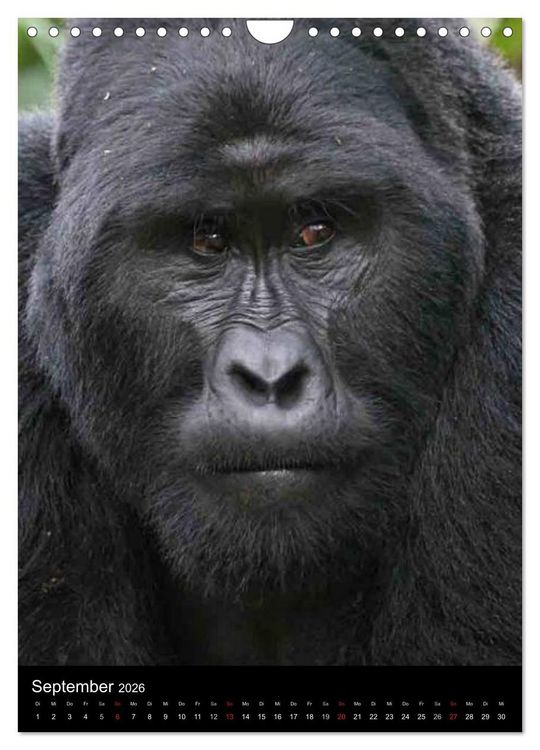 Produktbild: Gorillas (Wandkalender 2026 DIN A4 hoch), CALVENDO Monatskalender