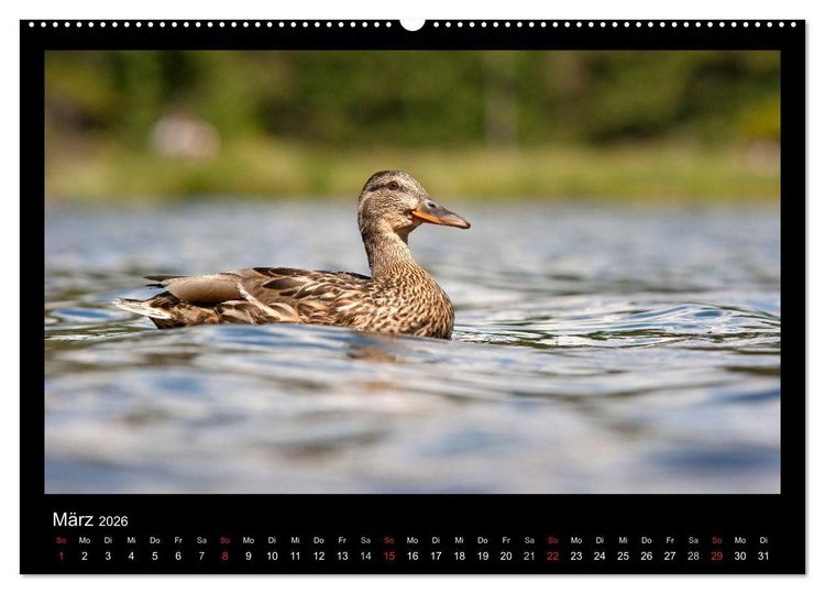 Produktbild: Natur erleben... (hochwertiger Premium Wandkalender 2026 DIN A2 quer), Kunstdruck in Hochglanz