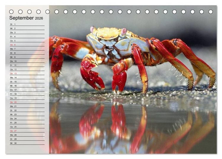 Produktbild: Krabben. Witzige Monster (Tischkalender 2026 DIN A5 quer), CALVENDO Monatskalender