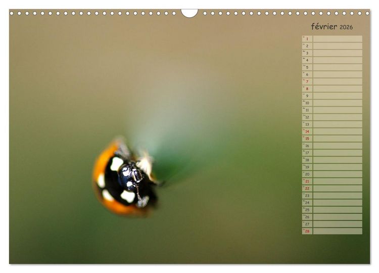 Produktbild: Coccinelles rouges &agrave; points noirs (Calendrier mural 2026 DIN A3 vertical), CALVENDO calendrier mensuel