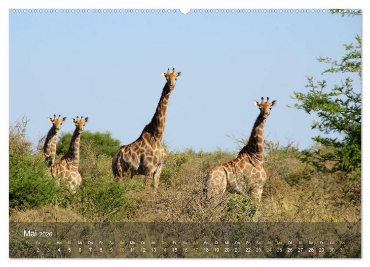 Produktbild: Botswana Wildlife (hochwertiger Premium Wandkalender 2026 DIN A2 quer), Kunstdruck in Hochglanz